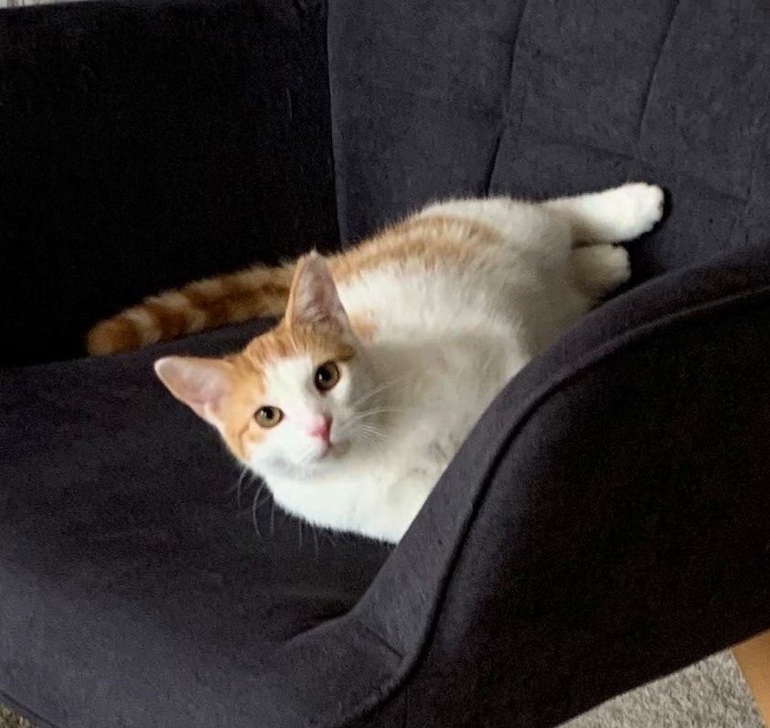 business cat im homeoffice